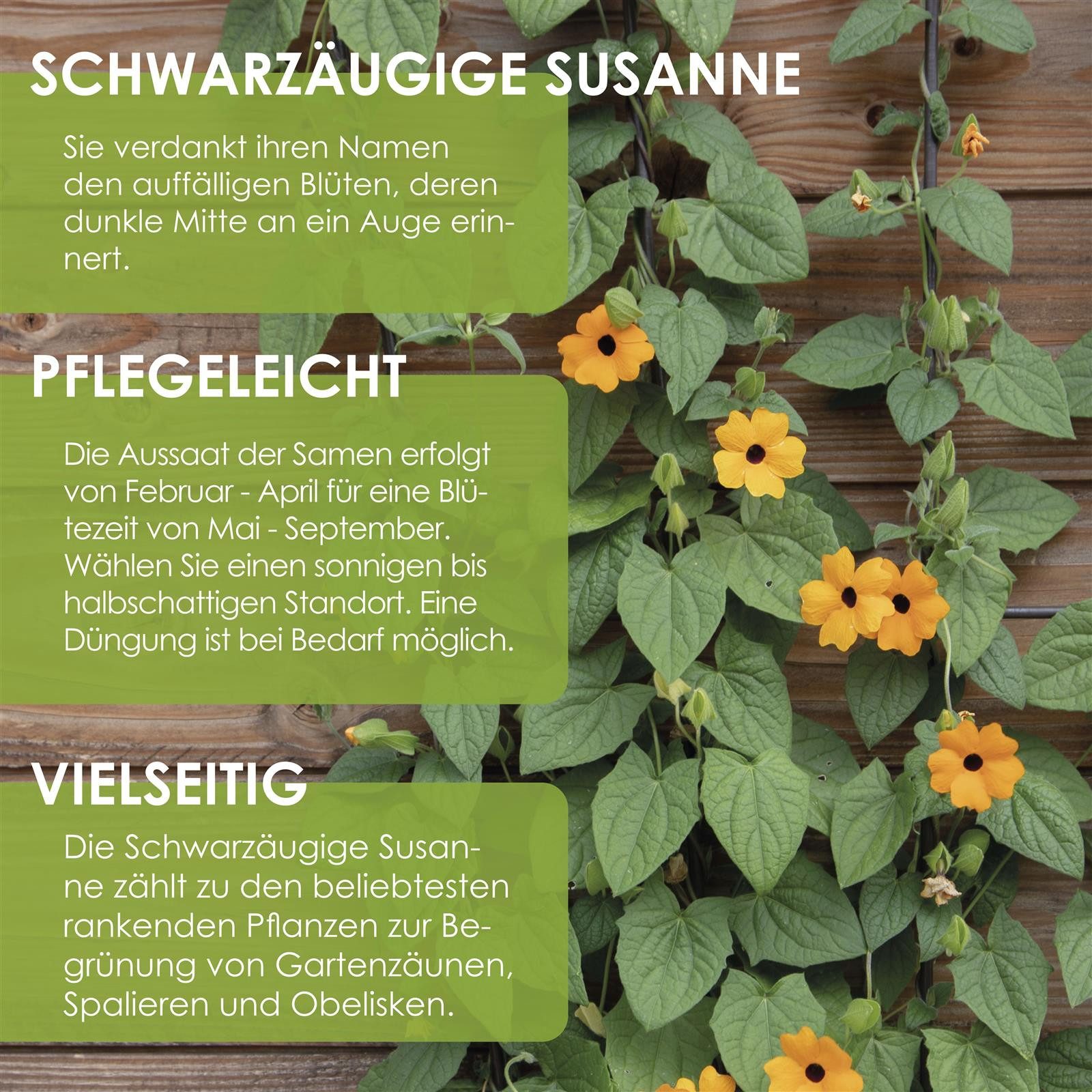 HappySeed Blumensamen Schwarzäugige Susanne - Thunbergia alata, Blumen günstig online kaufen