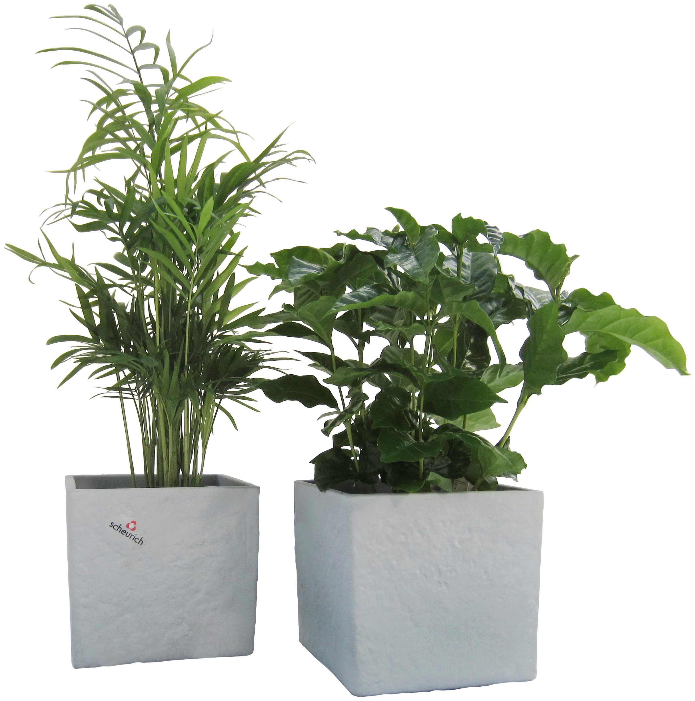Dominik Zimmerpflanze »Palmen-Set«, Höhe: 15 cm, 2 Pflanzen in Dekotöpfen-Otto