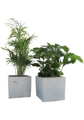 Dominik Zimmerpflanze »Palmen-Set« Höhe: 15 cm...
