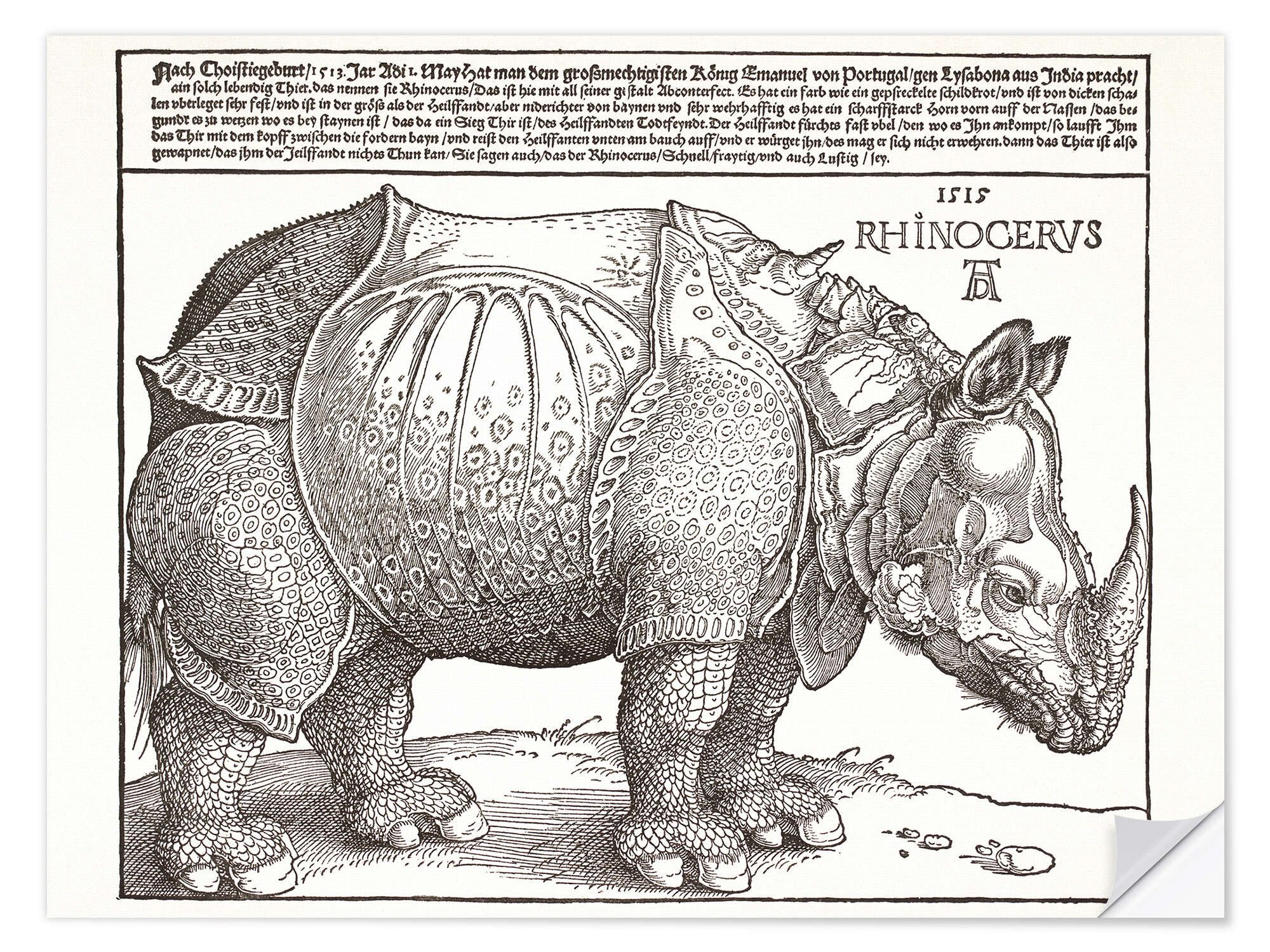 Wandfolie Albrecht Dürer