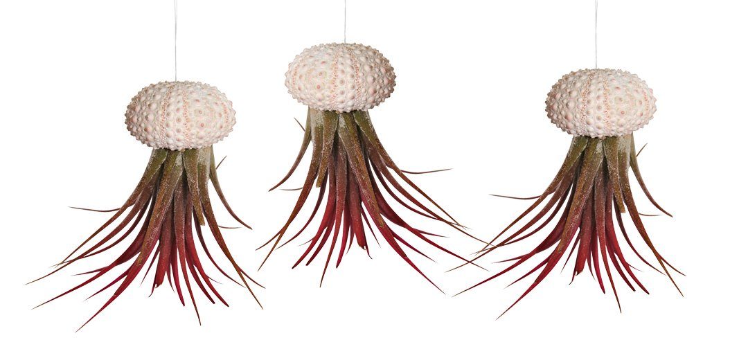 Hängedekoration 3er Set Seeigelgehäuse mit echter Tillandsia