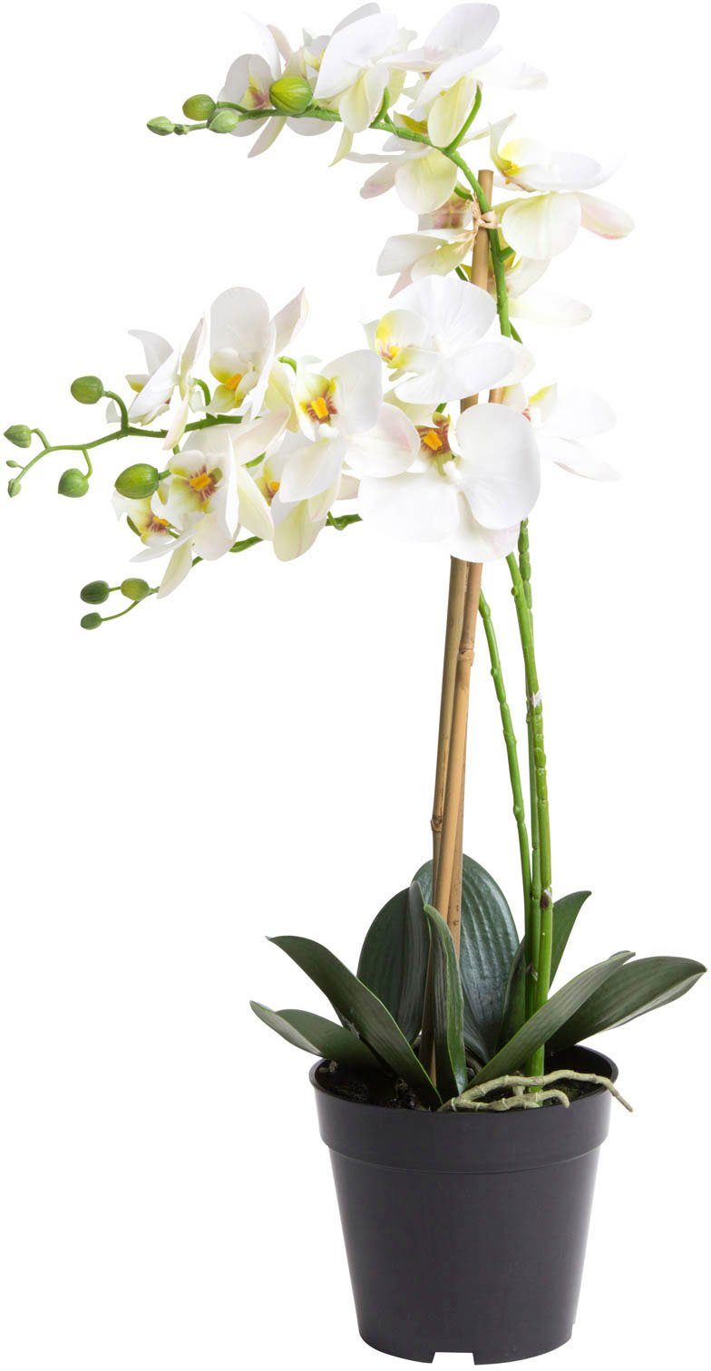Angezogen Kunstorchidee Orchidee Bora Orchidee, cm 60 Höhe Botanic-Haus