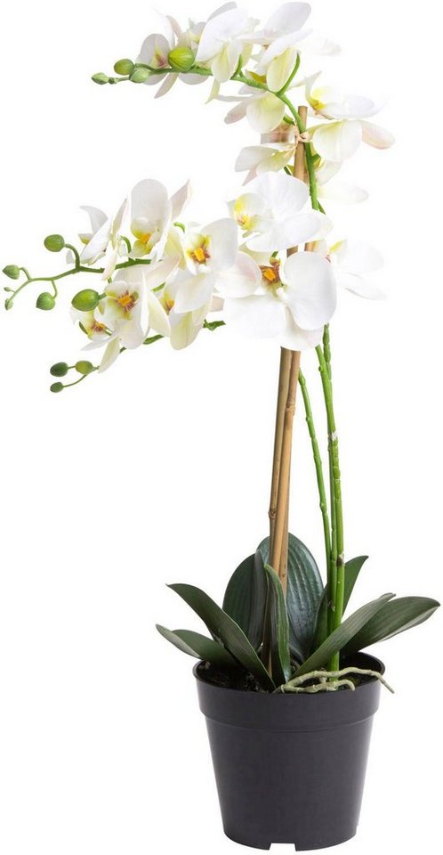 Kunstorchidee Orchidee Bora Orchidee, Botanic-Haus, Höhe 60 cm, Im  dekorativen Topf - ohne zusätzlichen Aufwand