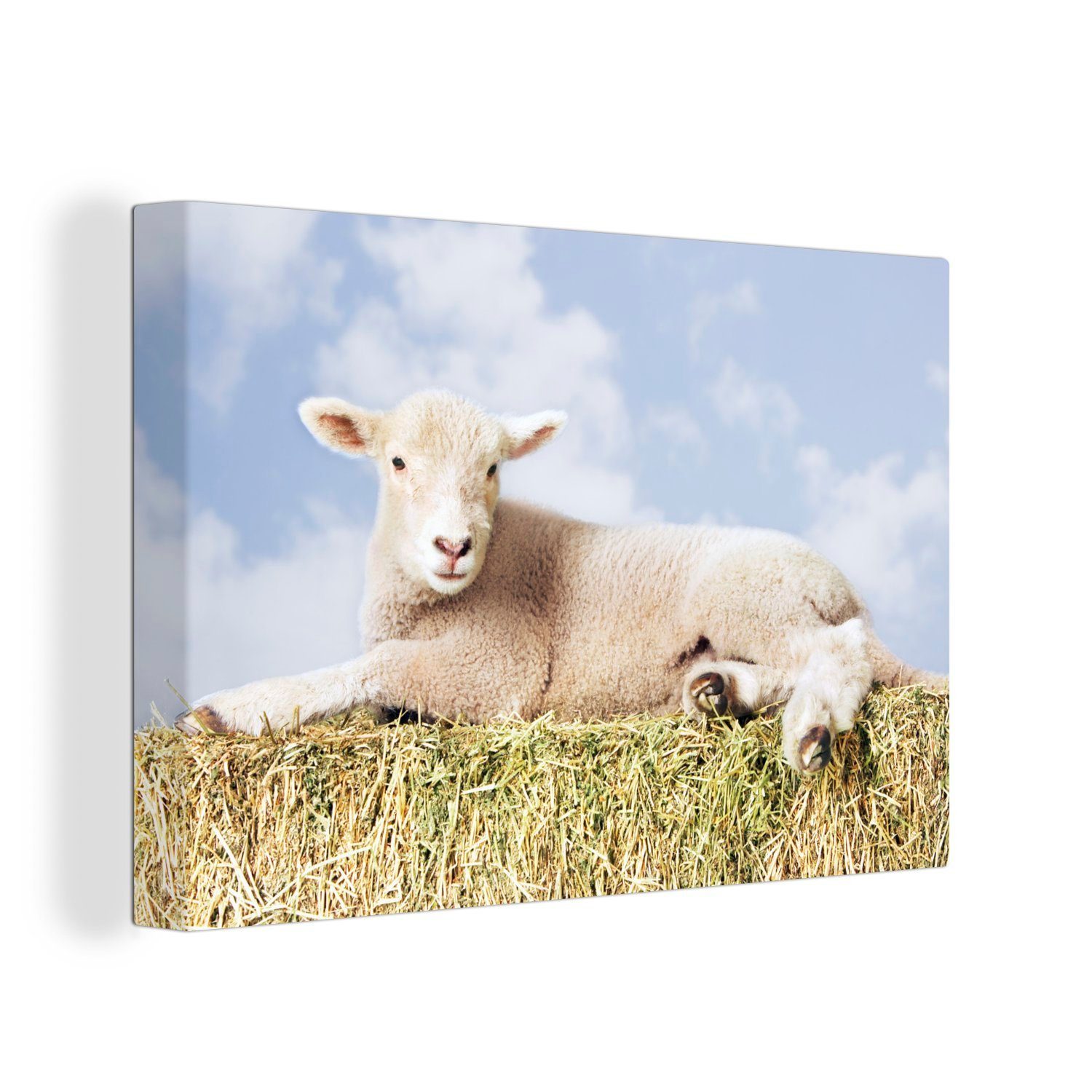 Über 80% Rabatt OneMillionCanvasses® Leinwandbild Lamm auf dem (1 cm Wandbild liegend, Stroh St), 30x20 Aufhängefertig, Wanddeko, Leinwandbilder