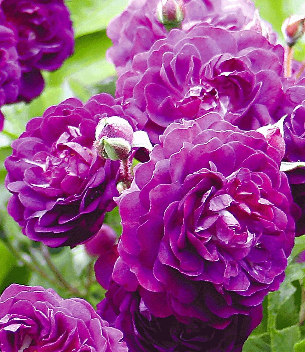 BALDUR Garten Rose Rambler-Rose 'Bleu Magenta', 1 St., Gefüllt-blühend, gefüllte Blüten, winterhart, mehrjährig