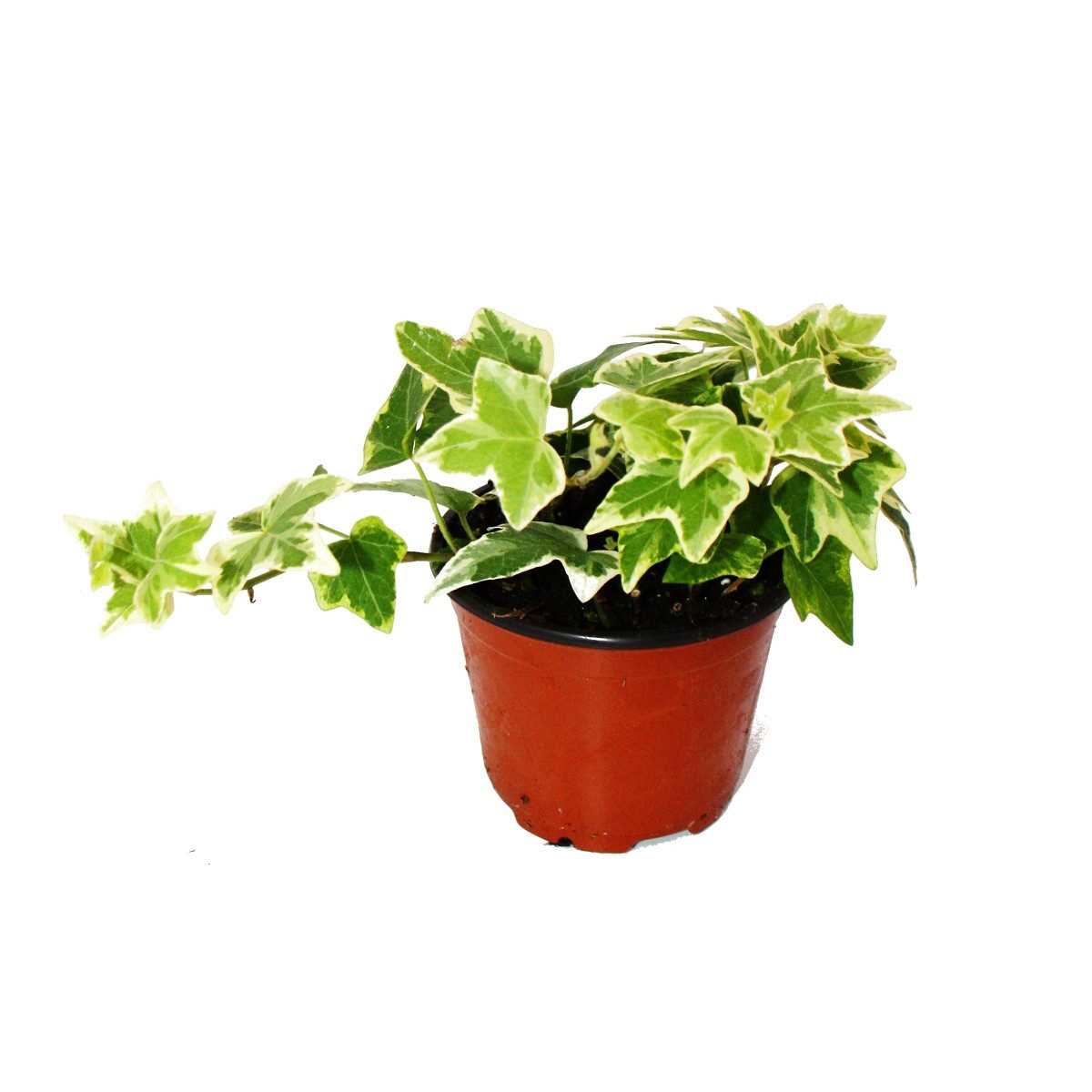Exotenherz Zimmerpflanze Hedera helix - weißbuntes Laub, 9cm Topf