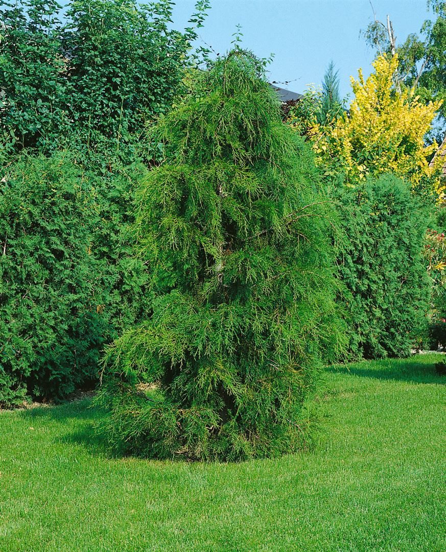 Pflanzen für Dich Konifere Chamaecyparis pisif. Plumosa Flavescens, 1 St., Gelbe Fadenzypresse, Scheinzypresse, gelbgrün, federartig