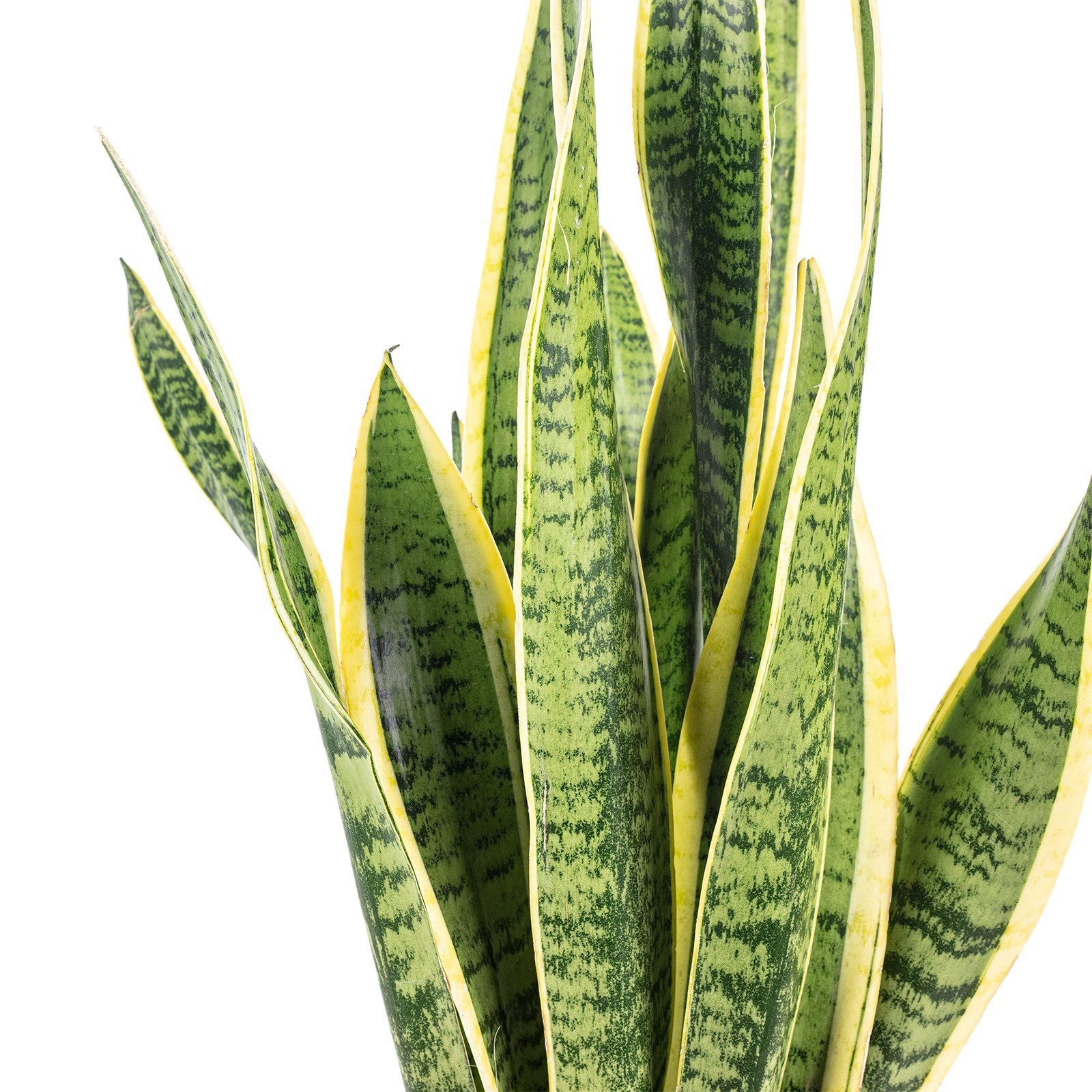 Flowerbox Zimmerpflanze Bogenhanf - Sansevieria trifasciata Laurentii, echte Zimmerpflanze, pflegeleicht - Höhe ca. 65 cm, Topf-Ø 17 cm – Bild 5 von 5