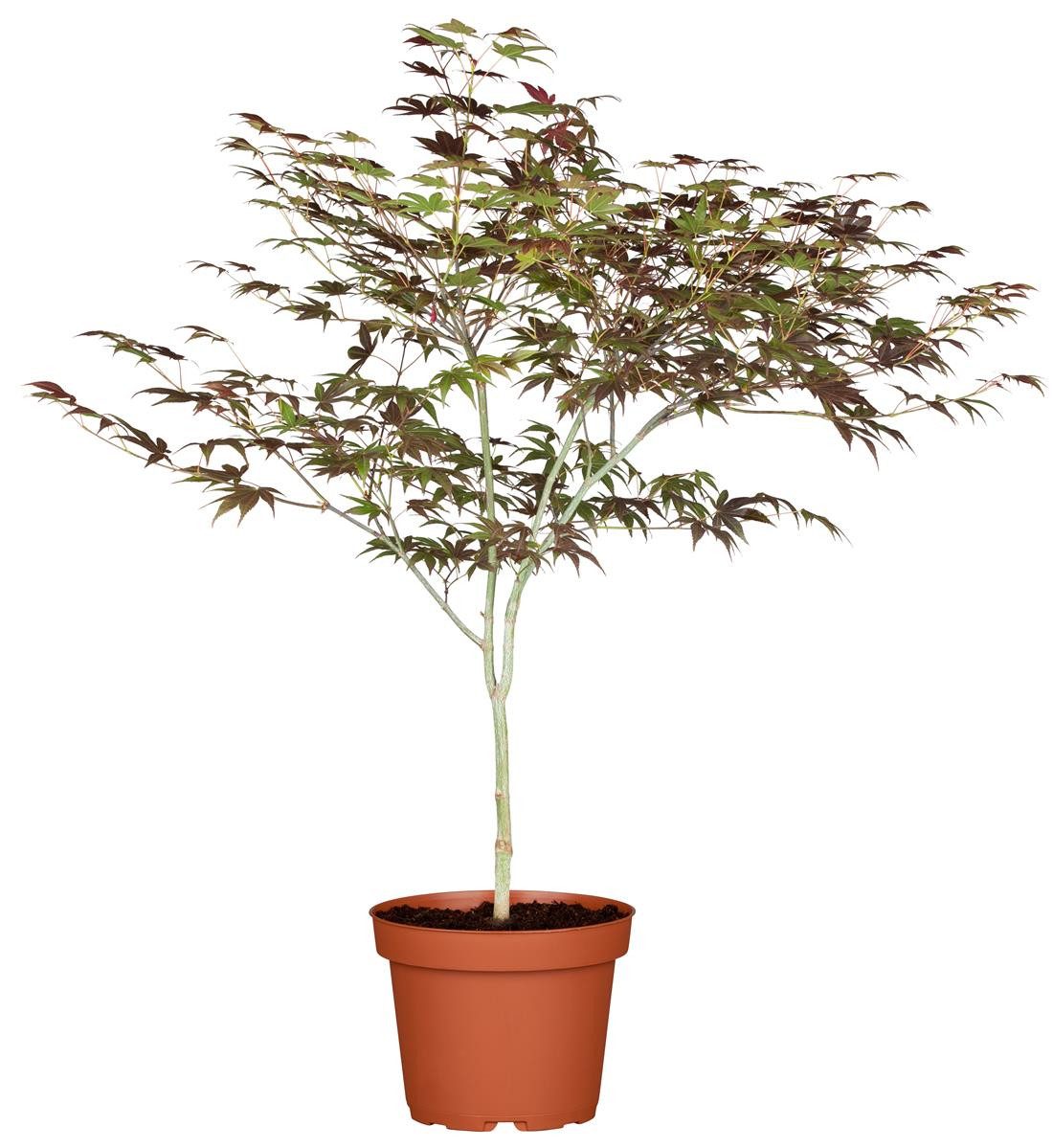 Pflanzen für Dich Gehölze Acer palm. Atropurpureum, 1 St., Roter Fächerahorn, Japanischer Ahorn