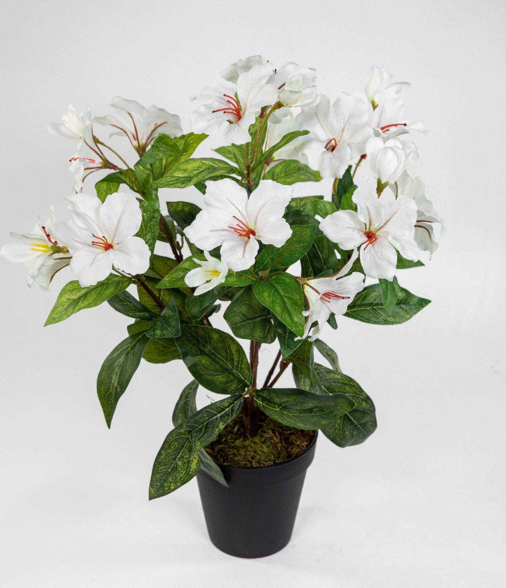 Kunstblume Hibiskus 40cm im Topf ZF Kunstpflanzen Blumen künstlicher Eibisch Hibiskus, Seidenblumen Roß, Höhe 40 cm, Weiß-Creme