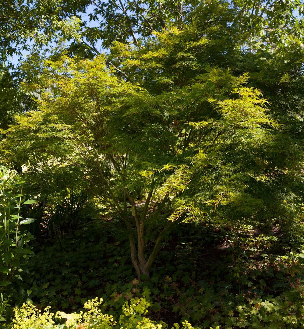 Pflanzen für Dich Gehölze Acer palmatum Seiryu, 1 St., Fächerahorn, Japanischer Ahorn