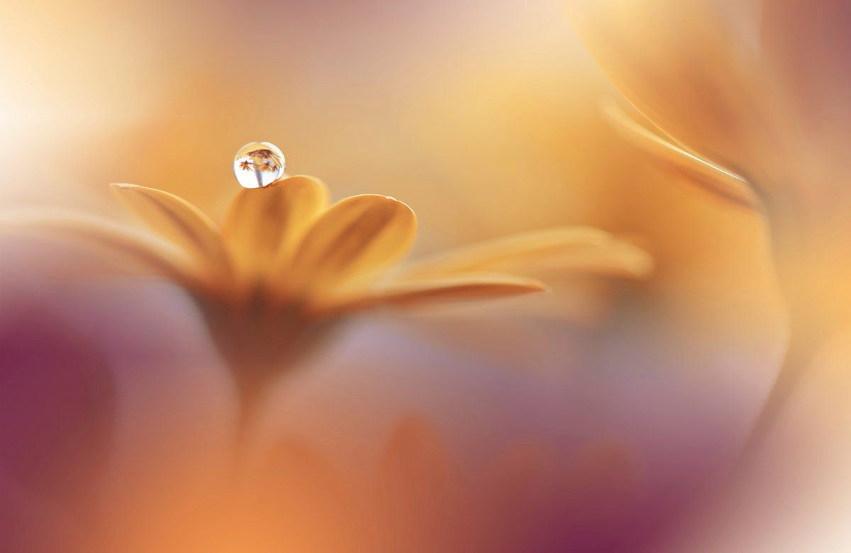 Papermoon Fototapete Blume Wassertropfen Zen mit Makro