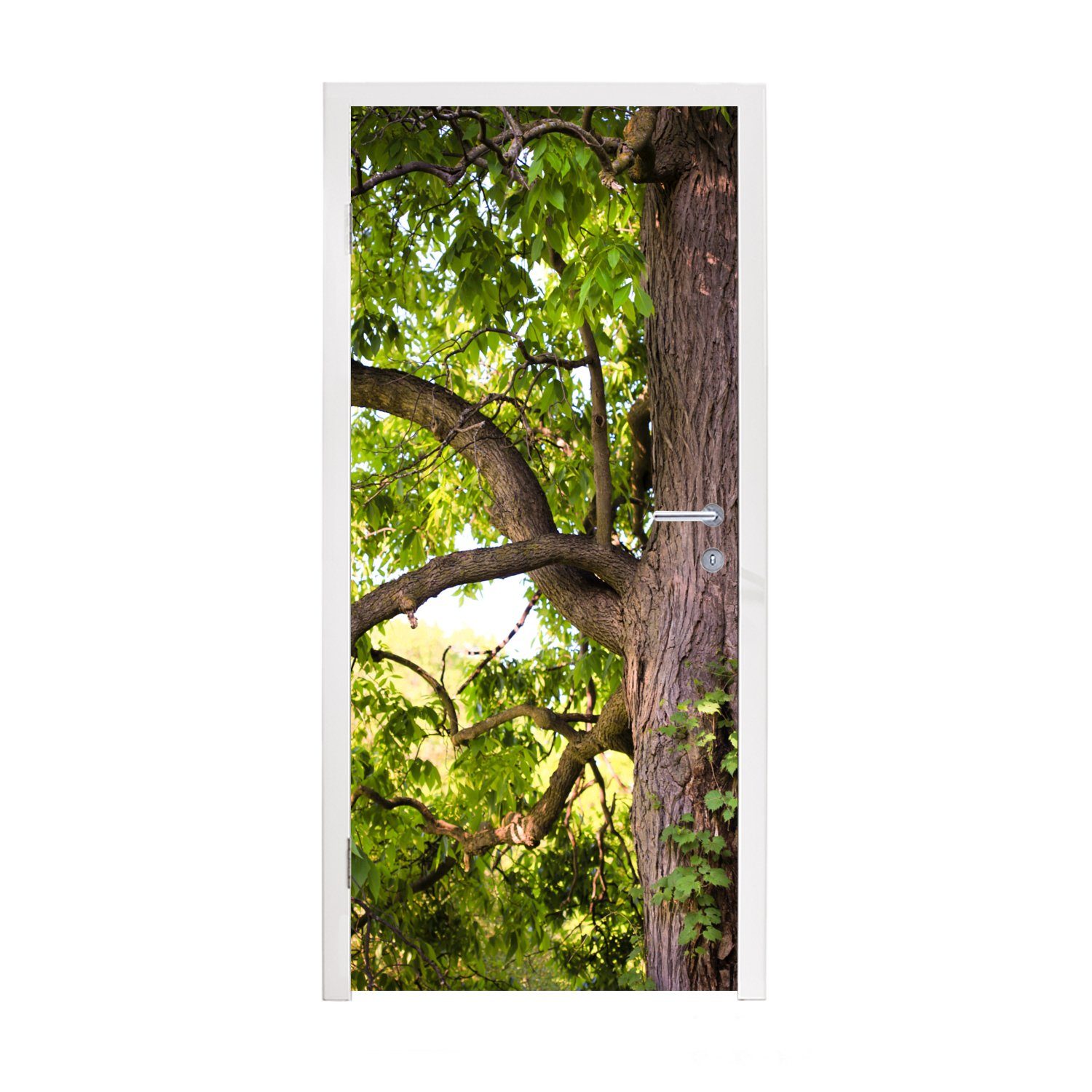 MuchoWow Türtapete Kastanienbaum im Frühling, Matt, bedruckt, (1 St), Fototapete für Tür, Türaufkleber, 75x205 cm