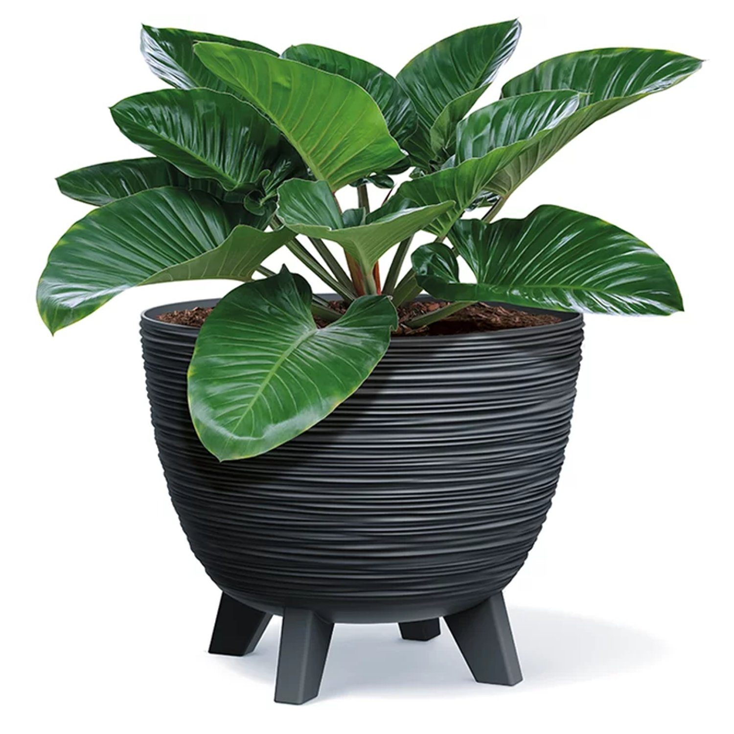 Prosperplast Blumentopf, Furu Schale mit Füßen günstig online kaufen