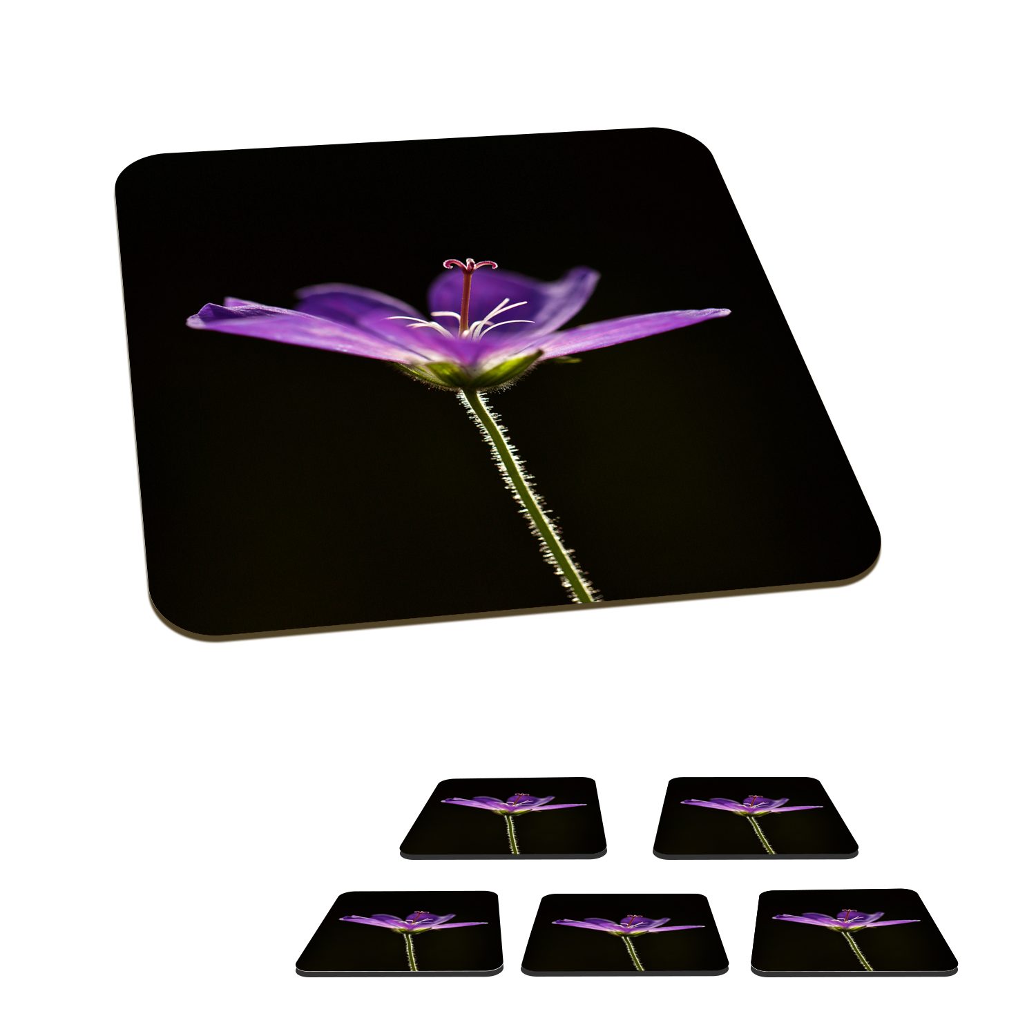 MuchoWow Glasuntersetzer Eine lila Geranie auf schwarzem Hintergrund, Zubehör für Gläser, 6-tlg., Glasuntersetzer, Tischuntersetzer, Korkuntersetzer, Untersetzer, Tasse