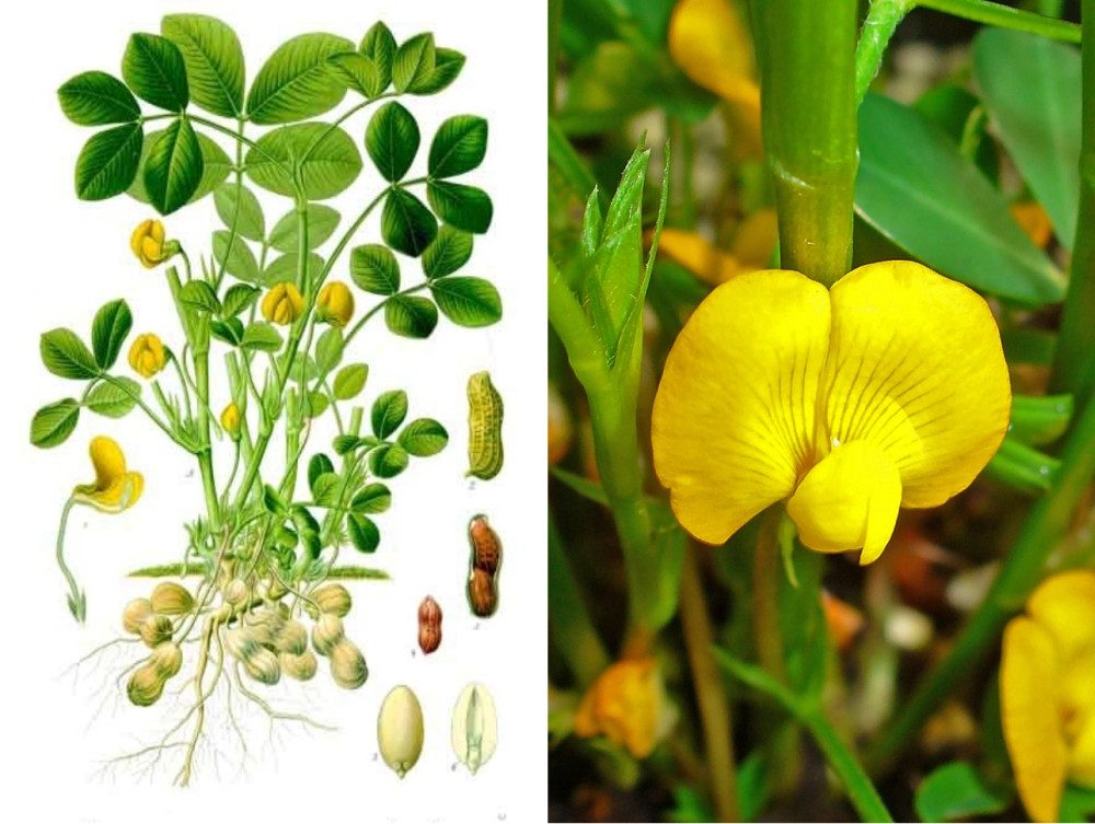 SAFLAX Blumensamen SAFLAX - Samen - Erdnuß