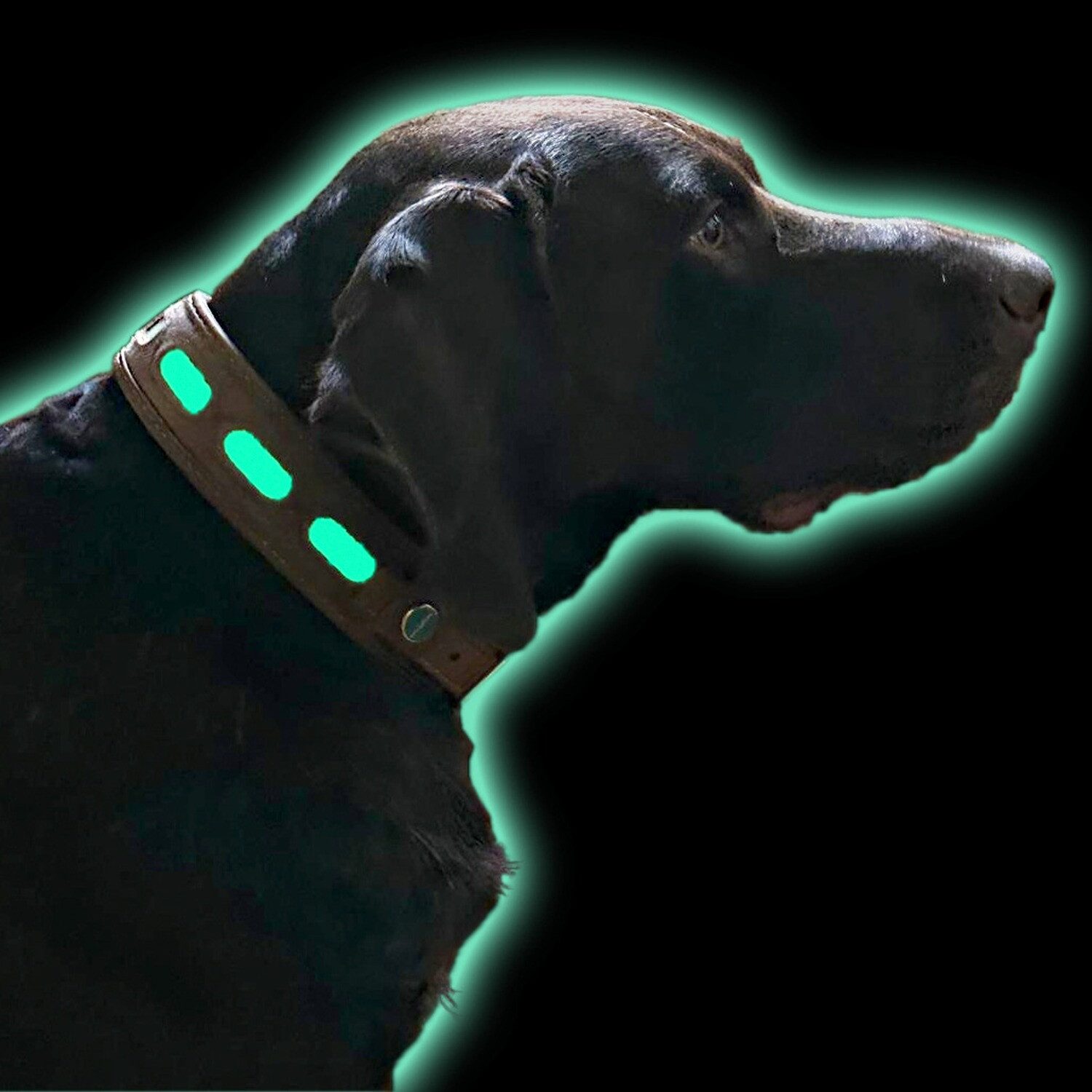 Niggeloh Hunde-Halsband Lederhalsung Lichtblick