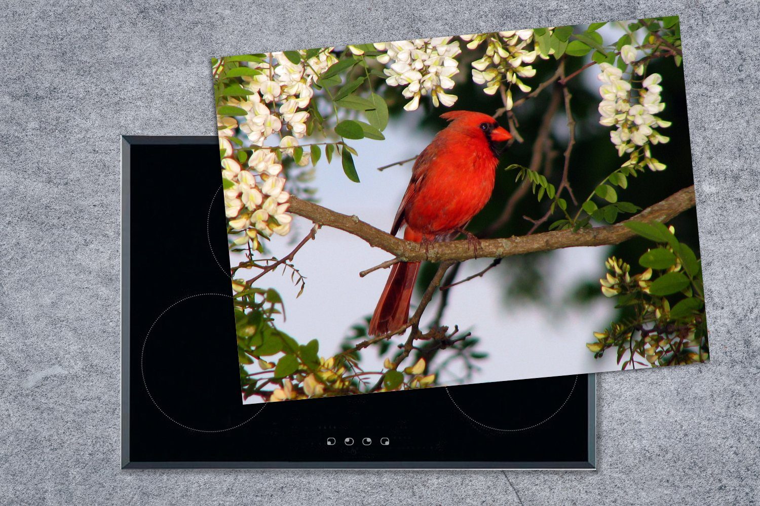 Vinyl, zwischen Blüten, Ceranfeldabdeckung tlg), Roter (1 nutzbar, 70x52 Mobile MuchoWow cm, Arbeitsfläche weißen Kardinal Herdblende-/Abdeckplatte