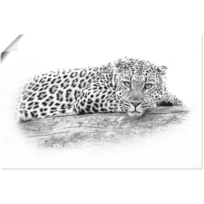Artland Wandbild Leopard High Key Optik Wildtiere (1 St) als Alubild Leinwandbild Wandaufkleber oder Poster in versch. Größen