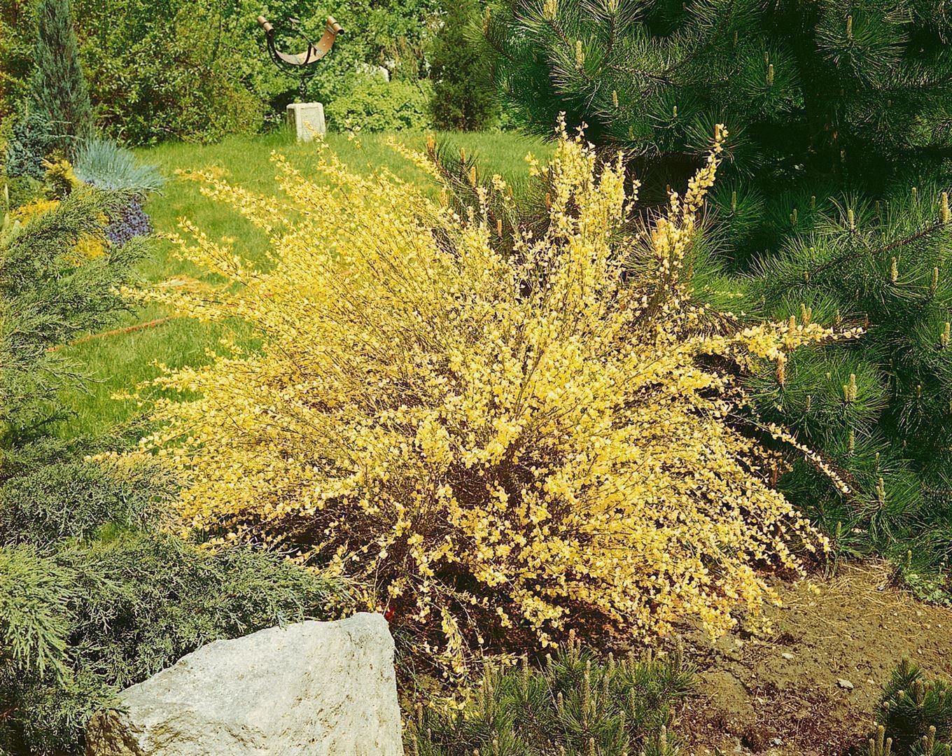 Pflanzen für Dich Gehölze Cytisus praecox Warminster, 1 St., Elfenbeinginster, Frühlingsginster