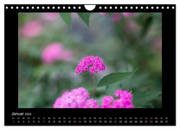 CALVENDO Wandkalender Blumen (Wandkalender 2024 DIN A4 quer), CALVENDO Monatskalender