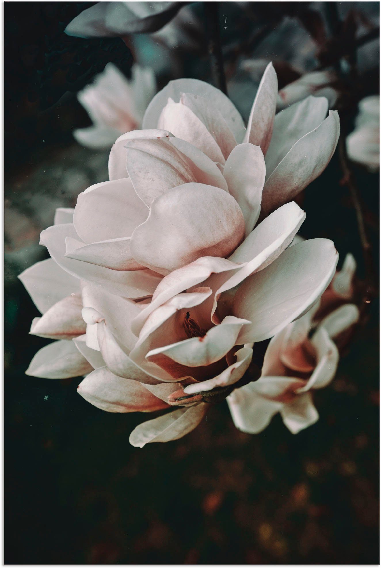 Artland Wandbild Magnolia (1 in St), Leinwandbild, Blumen Alubild, Größen oder als Wandaufkleber Poster versch. II