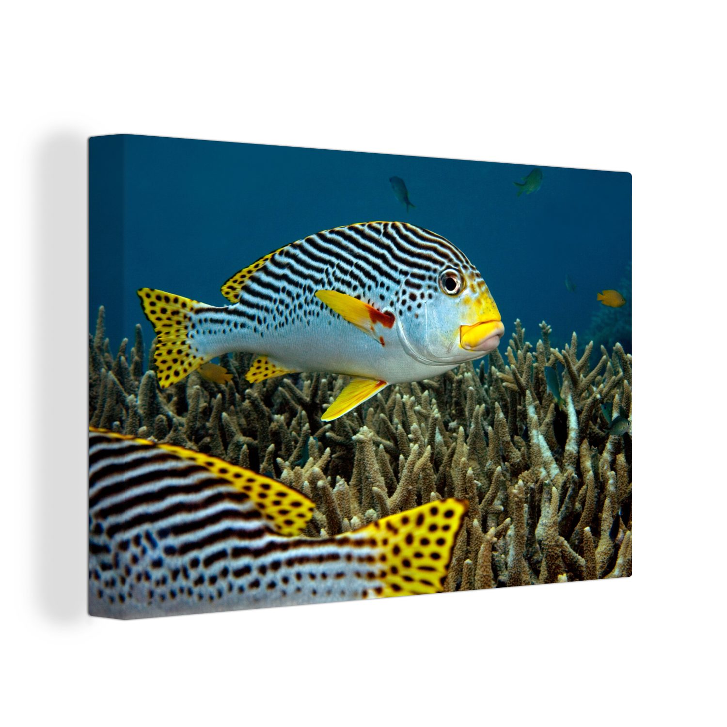 OneMillionCanvasses® Leinwandbild Fisch - Boden - Meer, (1 St), Wandbild Leinwandbilder, Aufhängefertig, Wanddeko, 30x20 cm