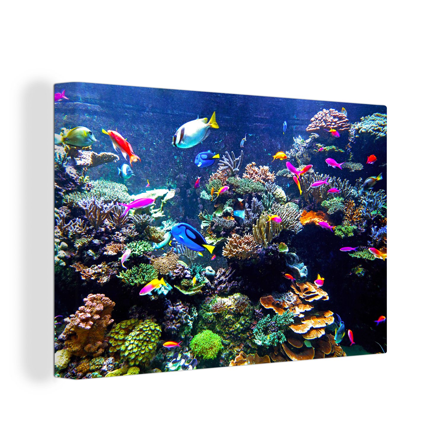 OneMillionCanvasses® Leinwandbild Koralle - Fische - günstig online kaufen