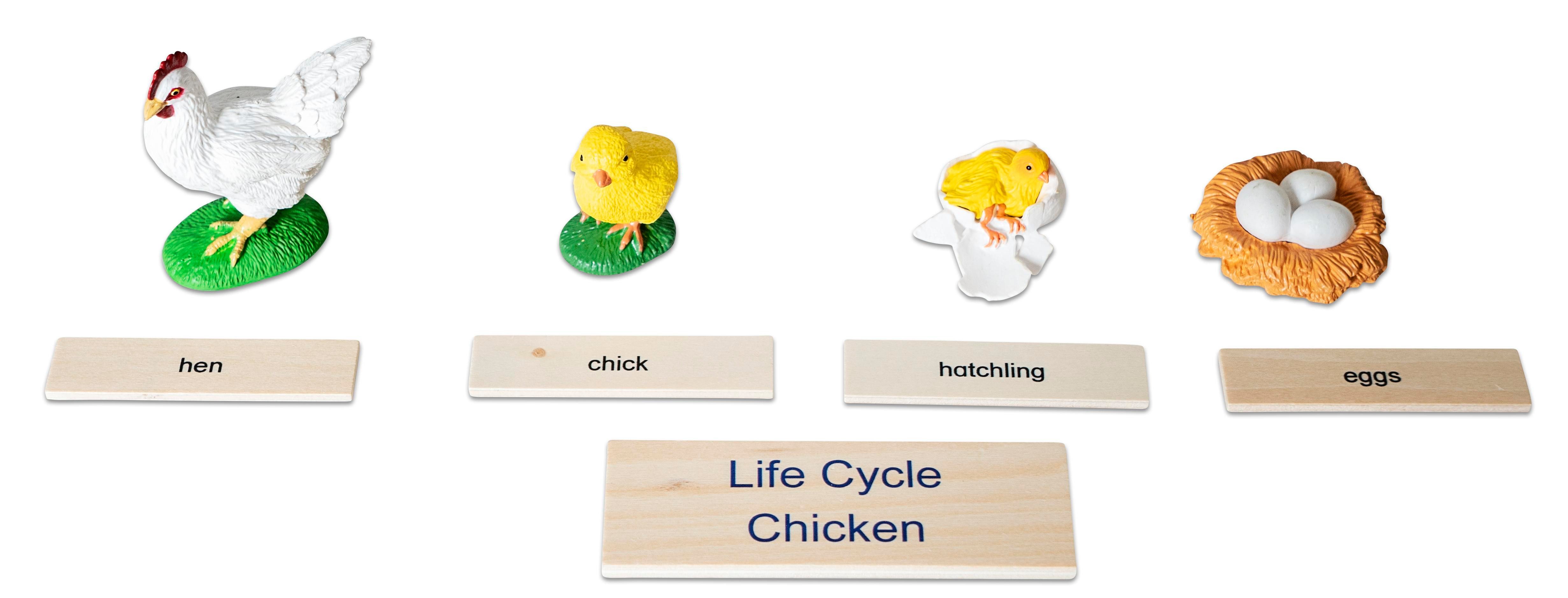 Betzold Lernspielzeug Lebenszyklus Huhn