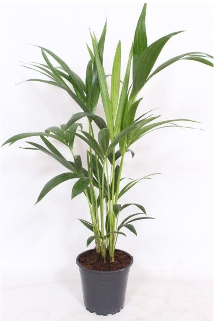 meinvipshop Zimmerpflanze Palme Howea forsteriana Kentia 80cm günstig online kaufen