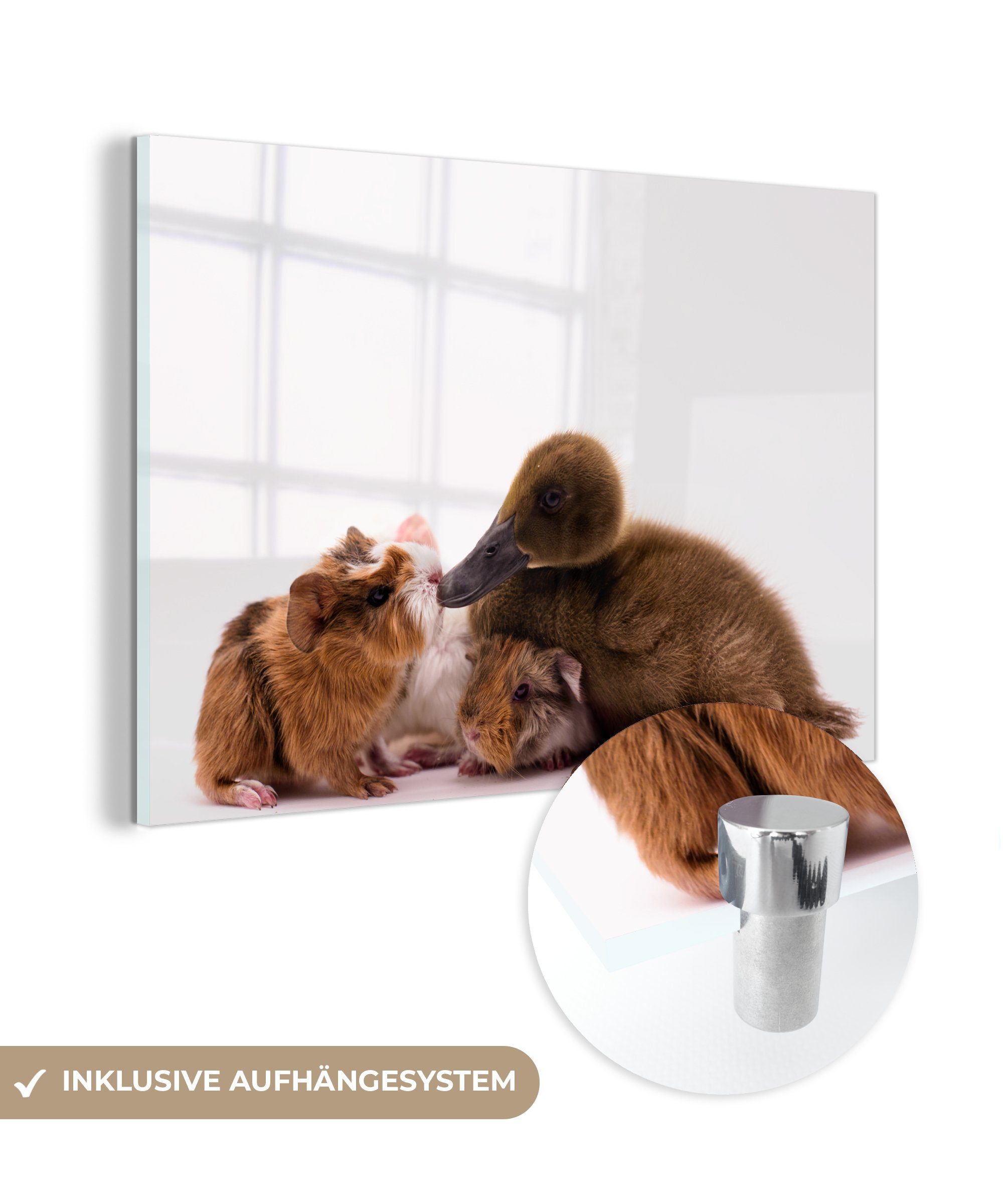 MuchoWow Acrylglasbild Baby-Ente mit Meerschweinchen, (1 St), Acrylglasbilder Wohnzimmer & Schlafzimmer | Bilder