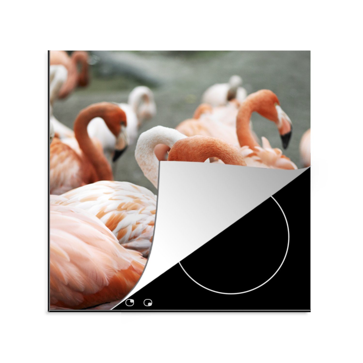 MuchoWow Herdblende-/Abdeckplatte Gruppe von rosa Flamingos auf den Teichen, Vinyl, (1 tlg), 78x78 cm, Ceranfeldabdeckung, Arbeitsplatte für küche