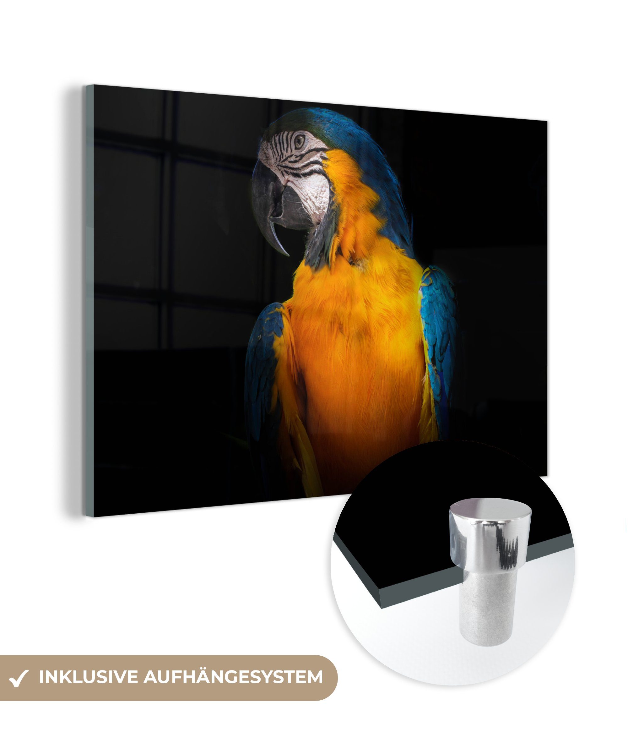 MuchoWow Acrylglasbild Tiere - Papagei - Vogel, (1 St), Acrylglasbilder Wohnzimmer & Schlafzimmer