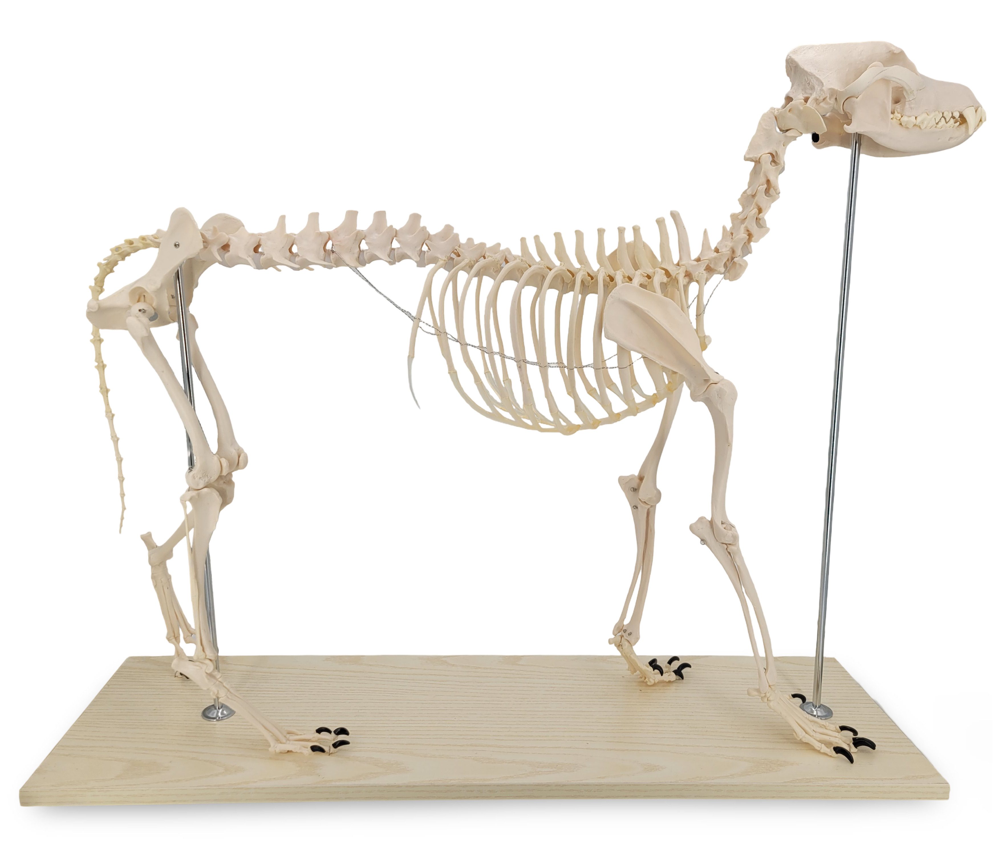Cranstein Scientific Dekoobjekt Großes Hundeskelett Anatomie Modell Länge ca 100cm Ganzkörper auf Stat