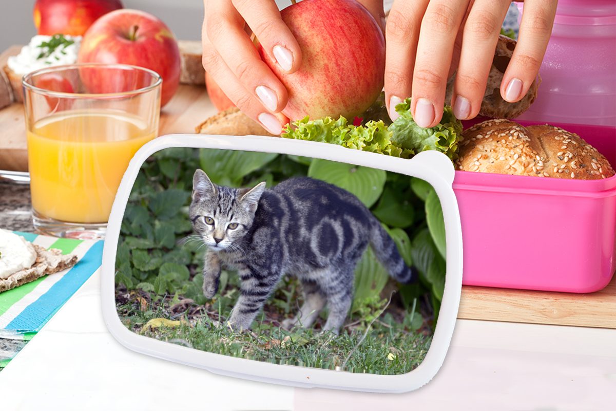 Lunchbox - - - - (2-tlg), Kind, Erwachsene, MuchoWow Mädchen Kunststoff Brotdose Kunststoff, - - Snackbox, Haustier Katze rosa Garten Brotbox Kinder für Kinder Kinder, Mädchen,