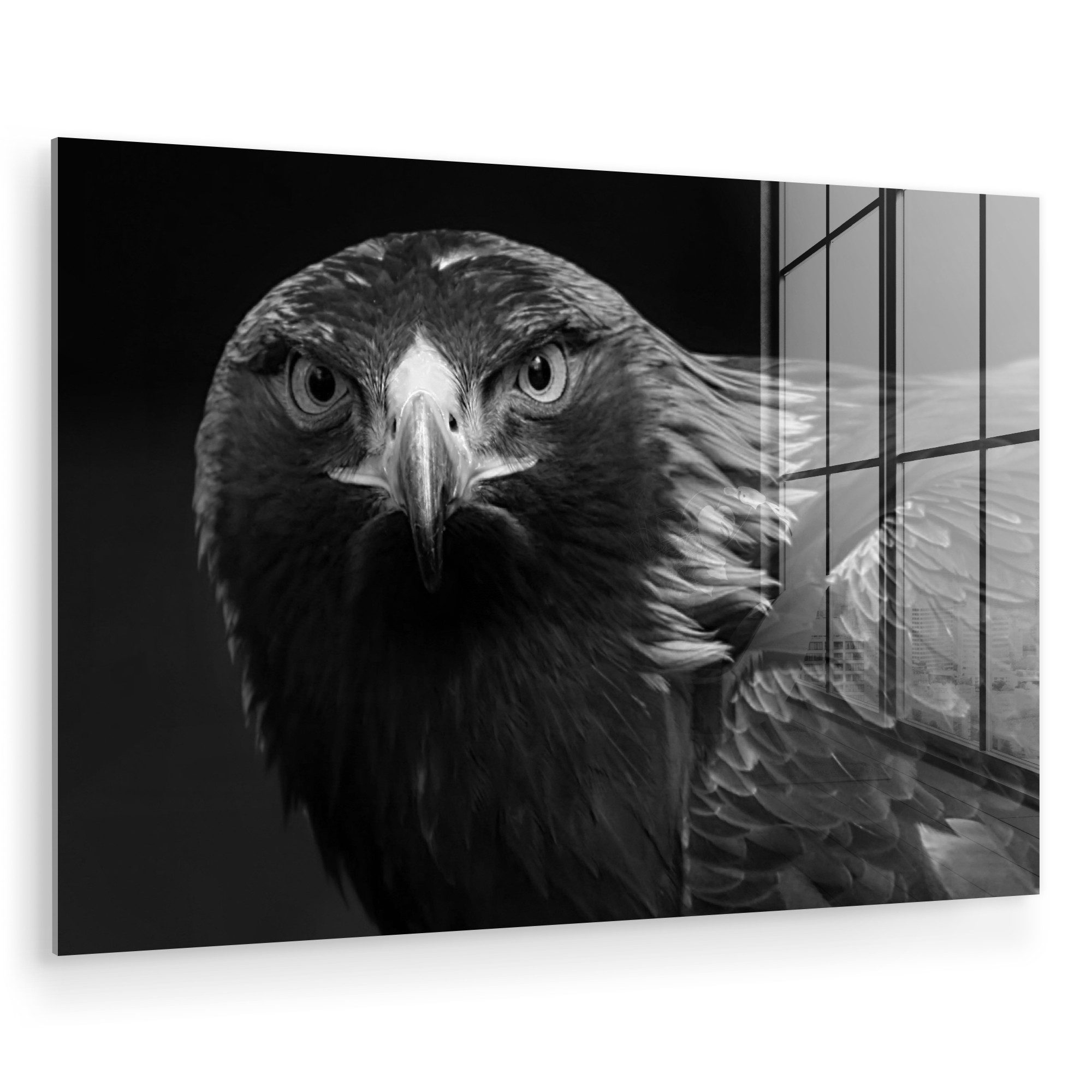 MuchoWow Acrylglasbild Bussard - Vogel - günstig online kaufen