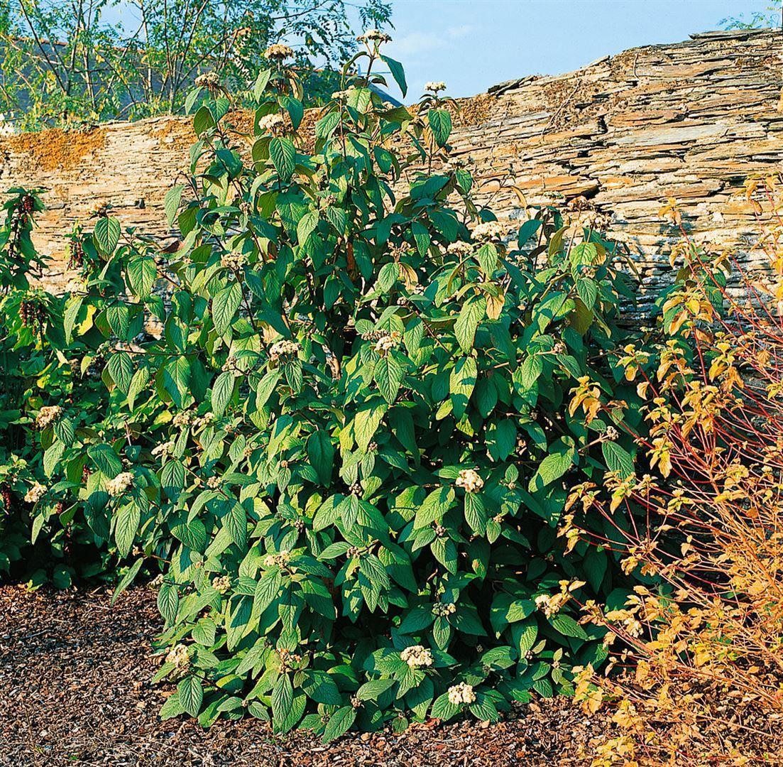 Pflanzen für Dich Gehölze Viburnum rhytid. Willowwood, 1 St., Runzelblättriger Schneeball