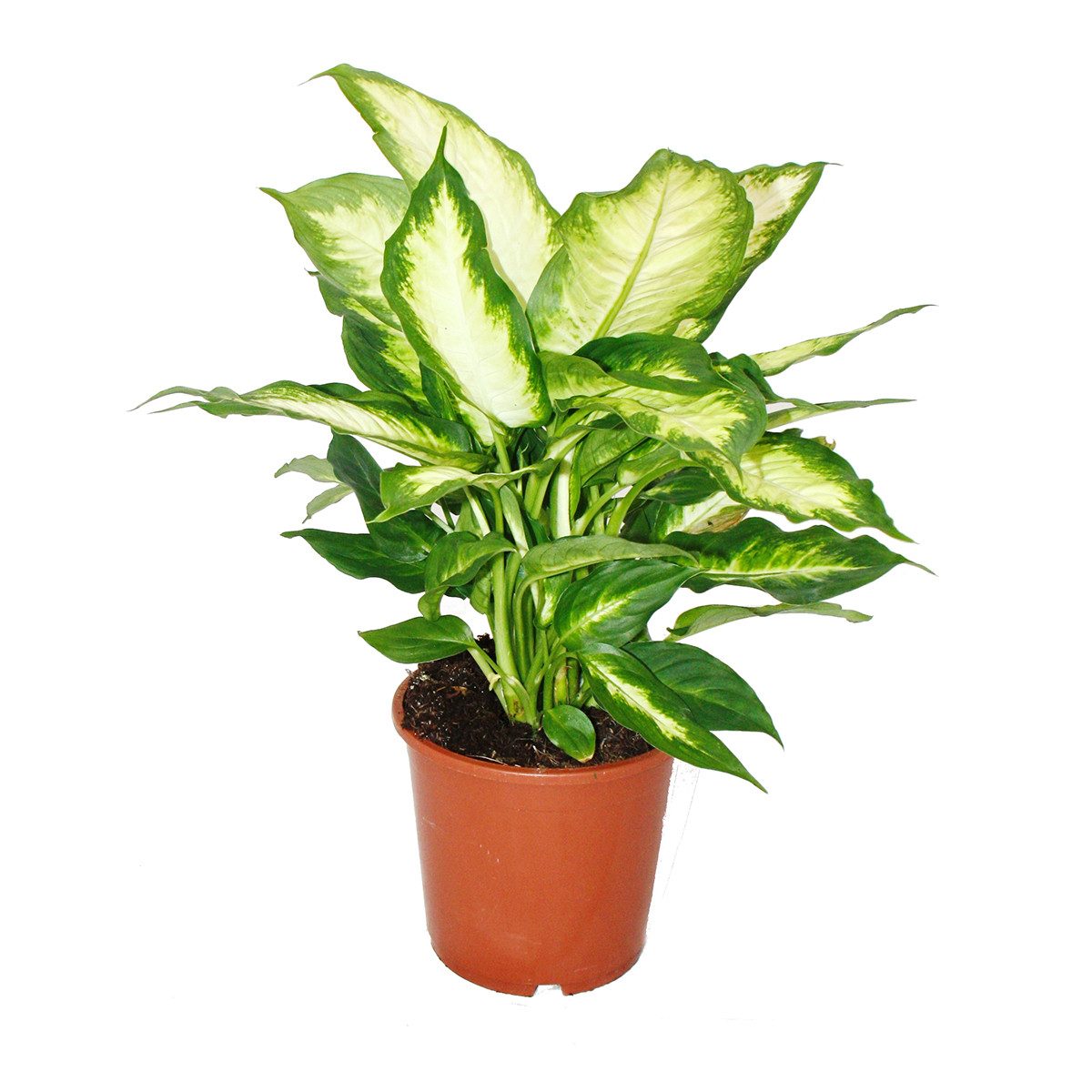 Exotenherz Zimmerpflanze Dieffenbachia - Zimmerpflanzen - Topfpflanze für Anfänger 17cm Topf