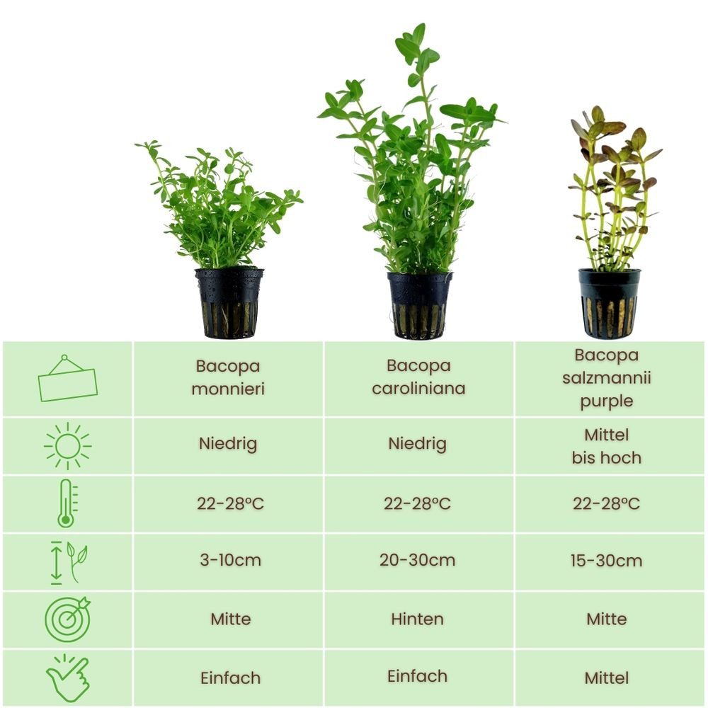 Aquaone Wasserpflanze Pflanzen Set mit 3 Bacopa Aquariumpflanzen Set Nr.239 günstig online kaufen