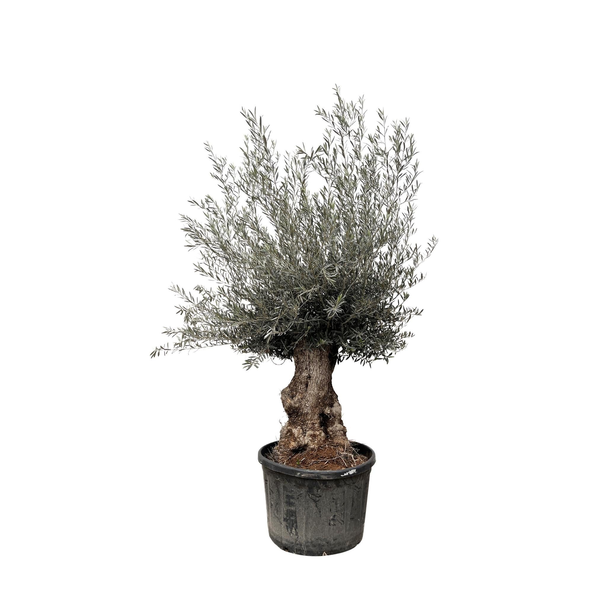 Florora Olivenbaum Olea Europaea – Olivenbaum – 270 cm – Topf 80 cm