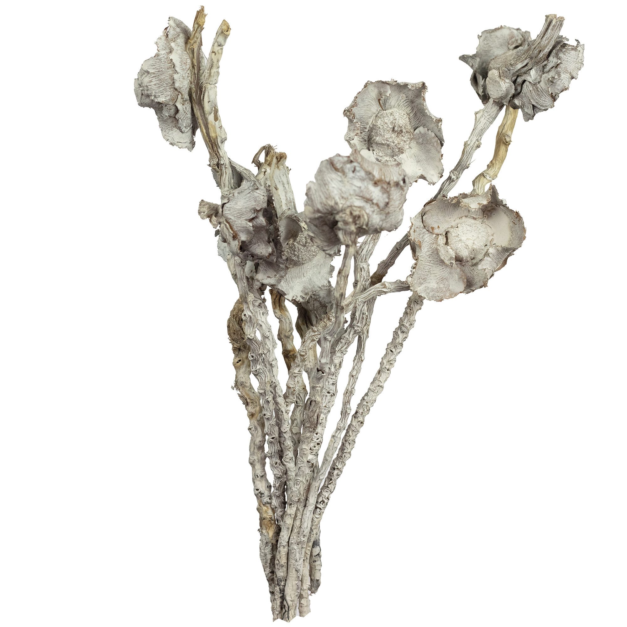 Trockenblume Coco Flower am Stiel - 10 Stück - frost-weiß, Vosteen