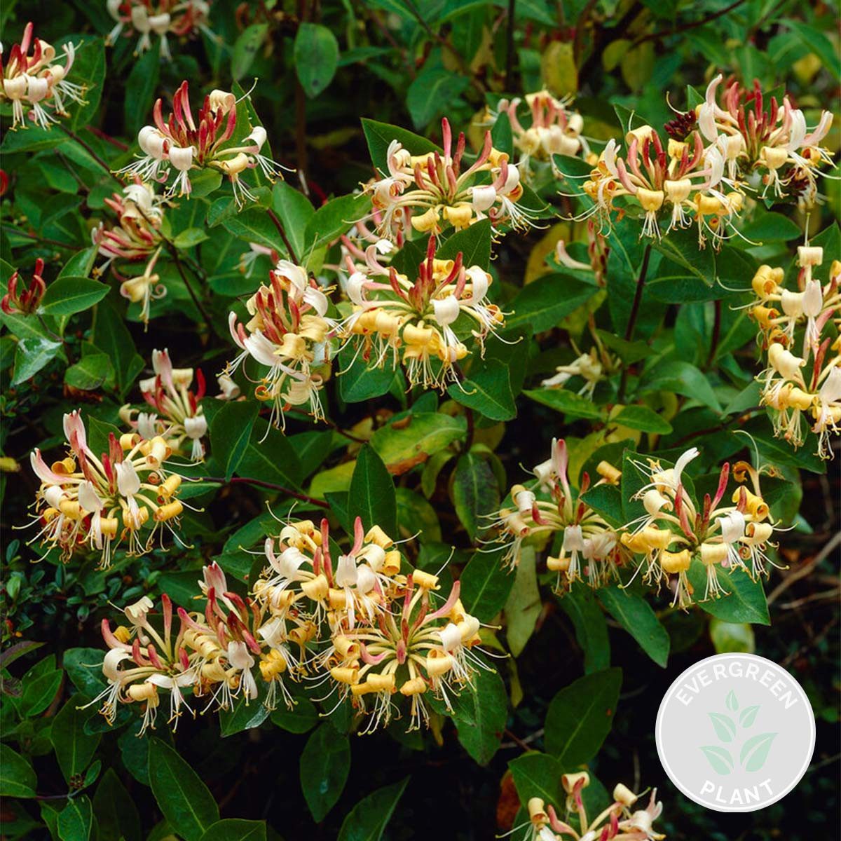 Bloomique Kletterpflanze Lonicera Henryi, Geißblatt, Orange/Rot, 50-70 cm, Topf 15 cm, 1 St.