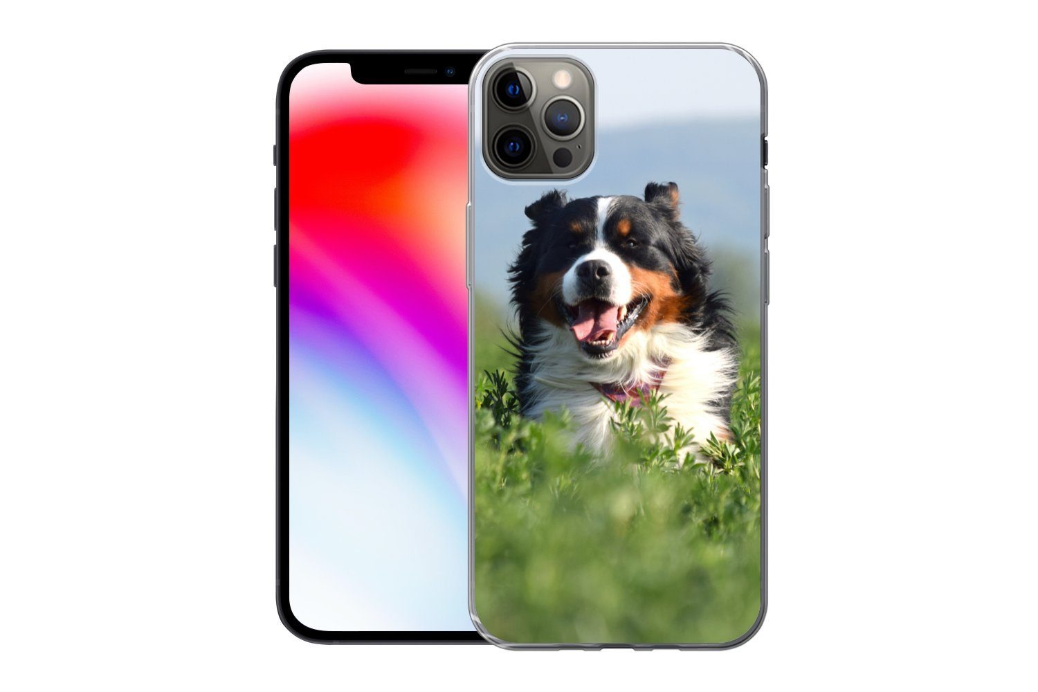 MuchoWow Handyhülle »Ein Berner Sennenhund im hohen Gras«, Handyhülle Apple  iPhone 12 Pro Max, Smartphone-Bumper, Print, Handy