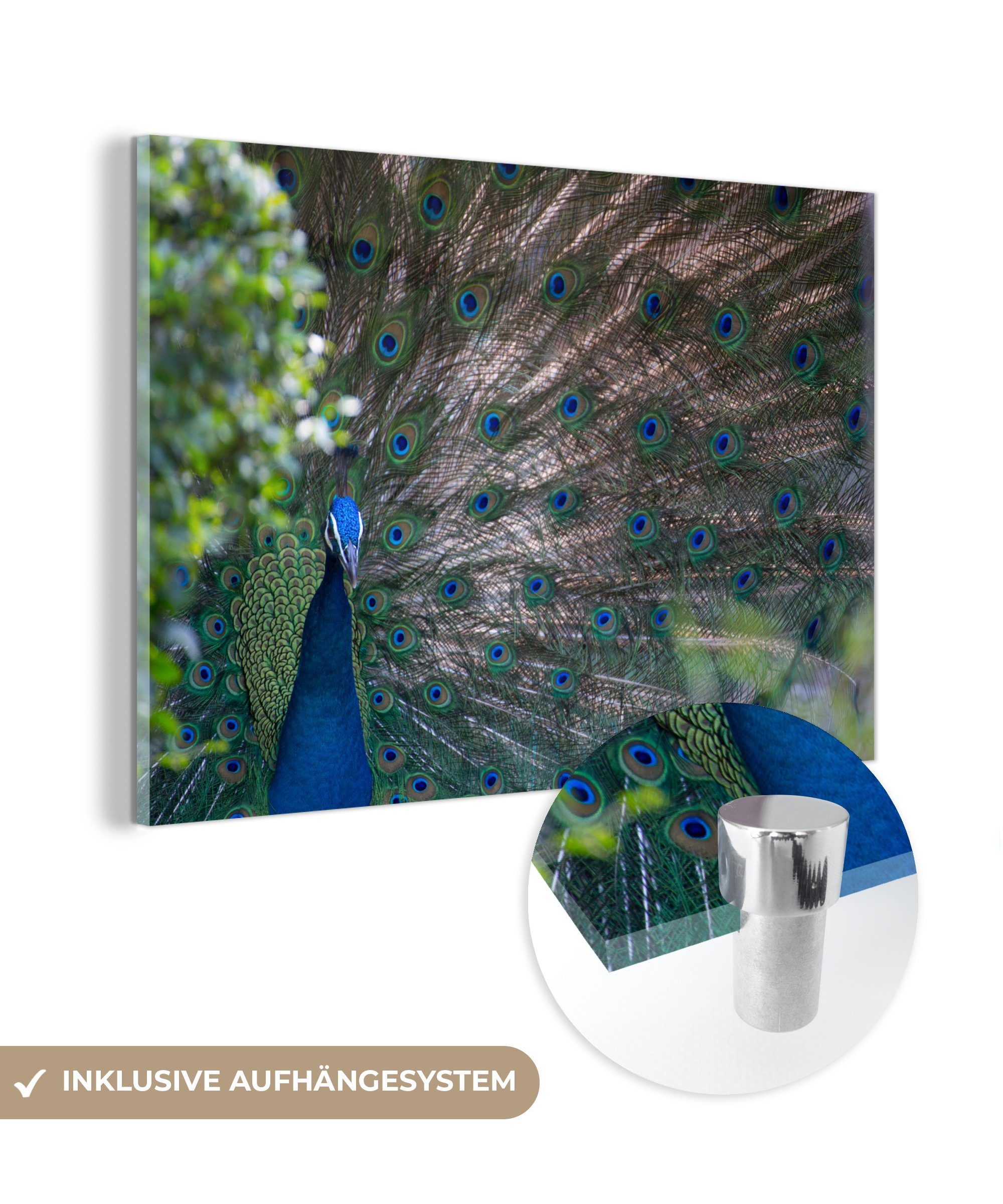 Wohnzimmer - - Pfau Acrylglasbilder St), Schlafzimmer MuchoWow Vogel (1 Acrylglasbild & Federn,