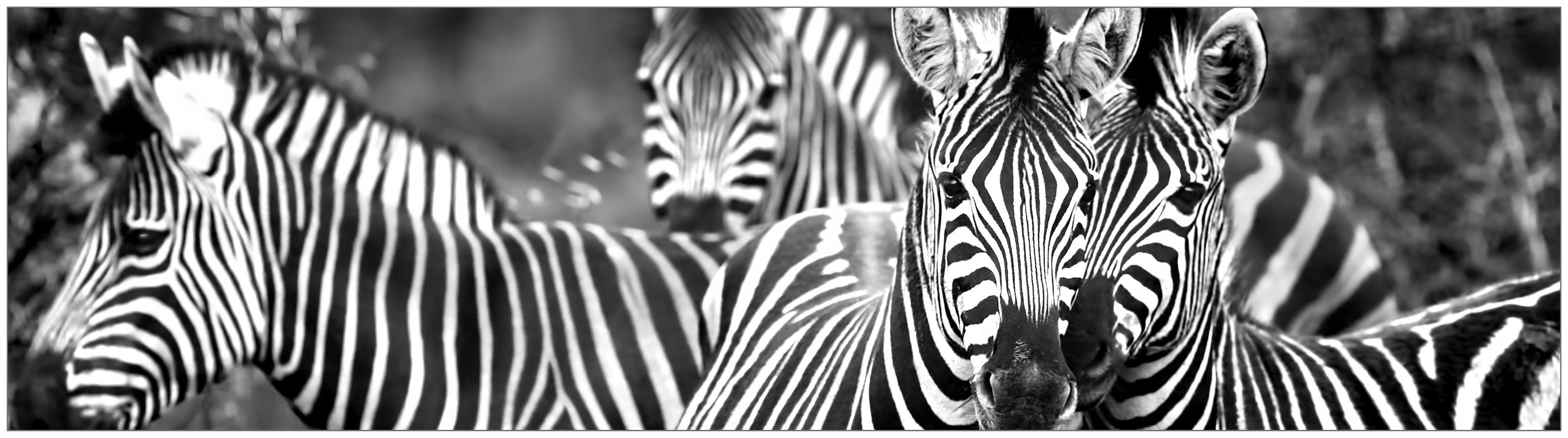 MySpotti Küchenrückwand fixy Zebra herd, selbstklebende und flexible Küchenrückwand-Folie