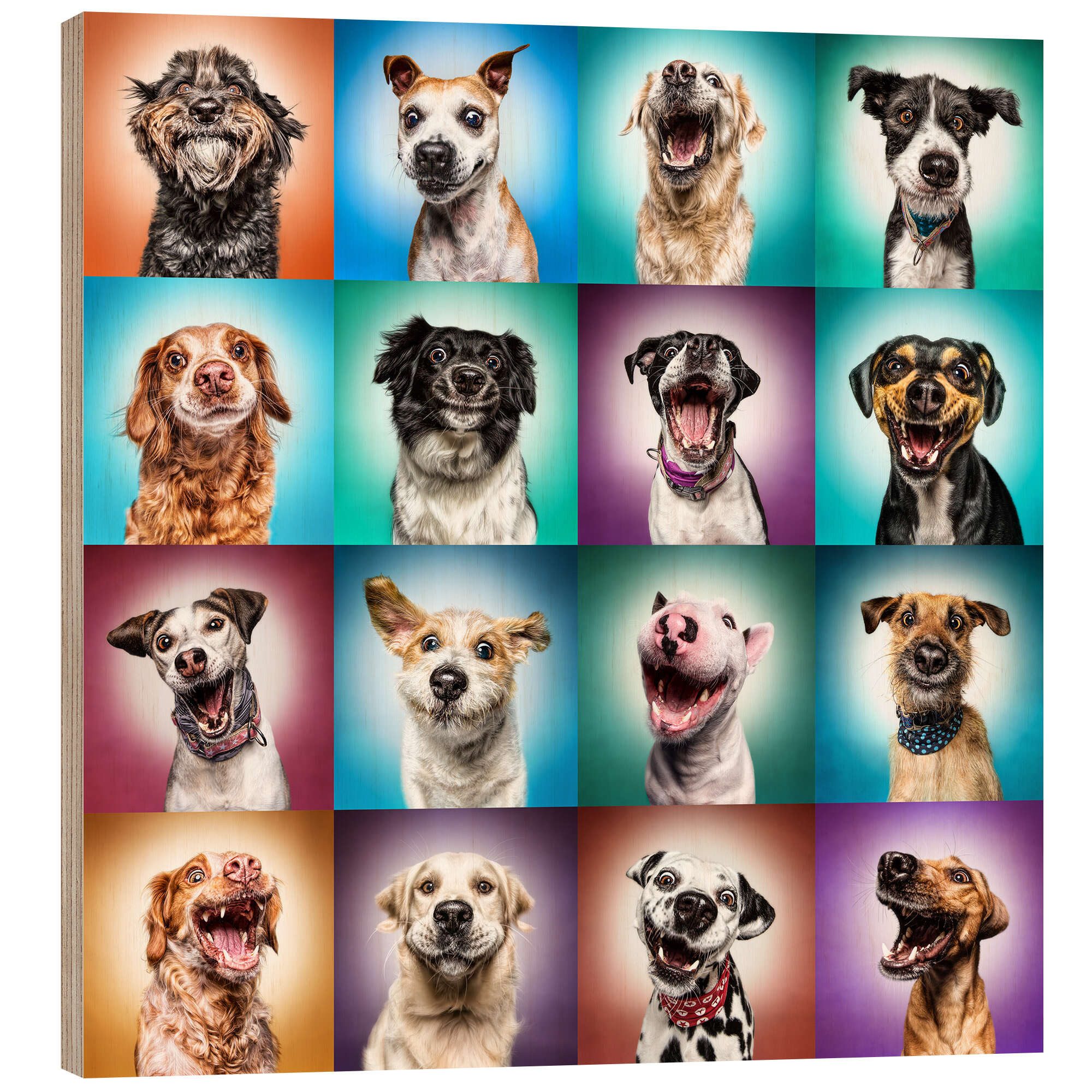 Posterlounge Wandbild Noch mehr lustige Hundegesichter, Manuela Kulpa, erhältlich als Poster, Leinwandbild, Wandsticker oder Acrylglasbild