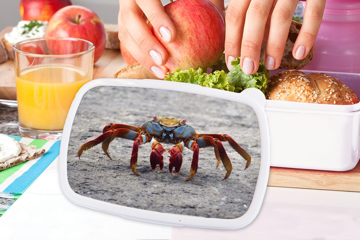 - Brotbox Brotdose, und Jungs Krabbe, für Erwachsene, MuchoWow Strand - weiß (2-tlg), Kunststoff, Tiere Lunchbox Kinder und Mädchen für
