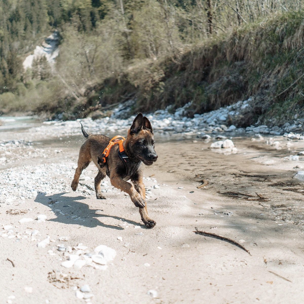 Non-stop dogwear Hunde-Geschirr Hundegeschirr Ramble Harness günstig online kaufen