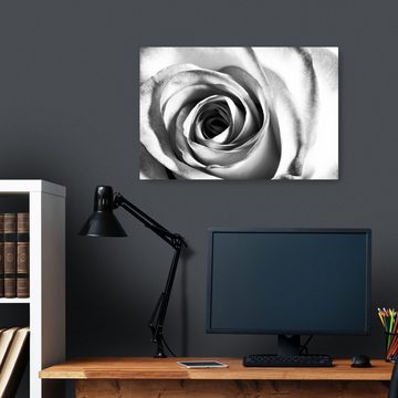 wandmotiv24 Leinwandbild weiße Rose Blüte, Blumen und Pflanzen (1 St), Wandbild, Wanddeko, Leinwandbilder in versch. Größen