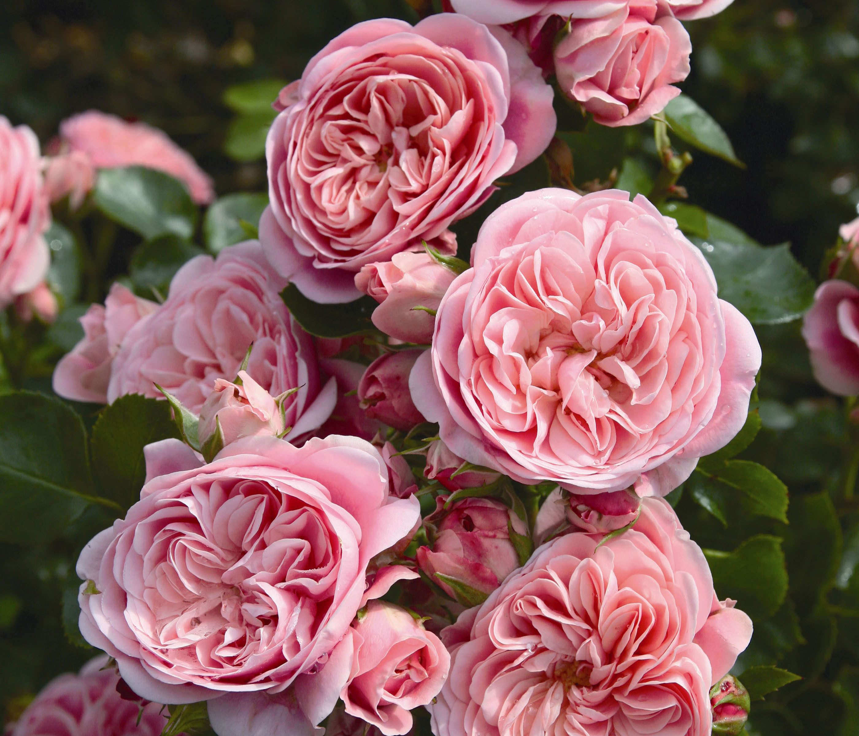 Dehner Rose Beetrose Bailando®, 15-30 cm, gefüllt und duftend, nostalgische, gefüllte lachsrosa Blüten, Züchter Tantau